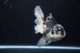 Thai Oranda  Panda 5 Inch (ID#1206To6b-106)