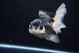 Thai Oranda  Panda 5 Inch (ID#1206To6b-106)