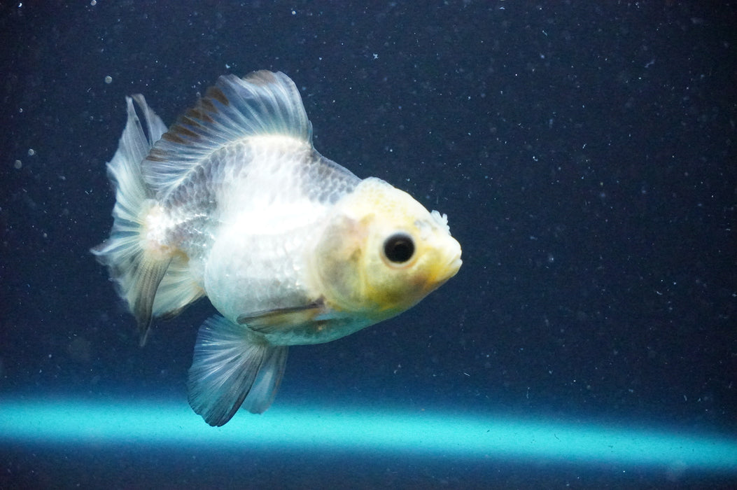 Thai Oranda  Panda 3.5 Inch (ID#1202T10b-51) Free2Day SHIPPING