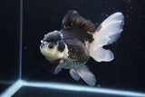 Thai Oranda  Panda 5 Inch (ID#1206To6b-106)