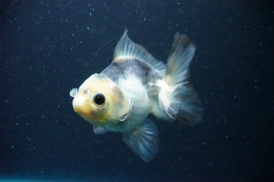 Thai Oranda  Panda 3.5 Inch (ID#1202T10b-51) Free2Day SHIPPING