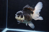 Thai Oranda  Panda 5 Inch (ID#1206To6b-106)