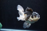 Thai Oranda  Panda 5 Inch (ID#1206To6b-106)