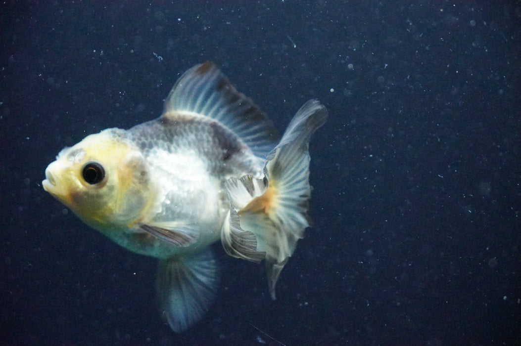 Thai Oranda  Panda 3.5 Inch (ID#1202T10b-51) Free2Day SHIPPING