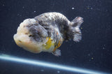 Ranchu  Kirin 5 Inch (ID#415R6a-121)