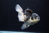 Thai Oranda  Panda 5 Inch (ID#1206To6b-106)