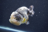 Ranchu  Kirin 5 Inch (ID#415R6a-121)