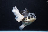 Thai Oranda  Panda 5 Inch (ID#1206To6b-106)