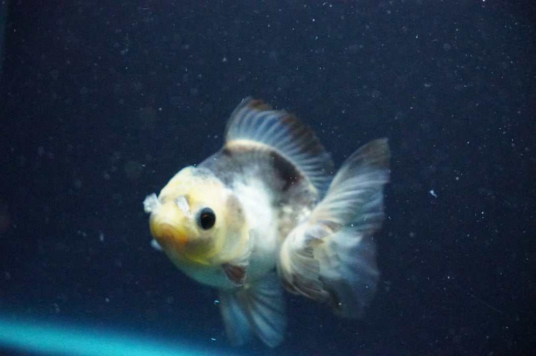 Thai Oranda  Panda 3.5 Inch (ID#1202T10b-51) Free2Day SHIPPING
