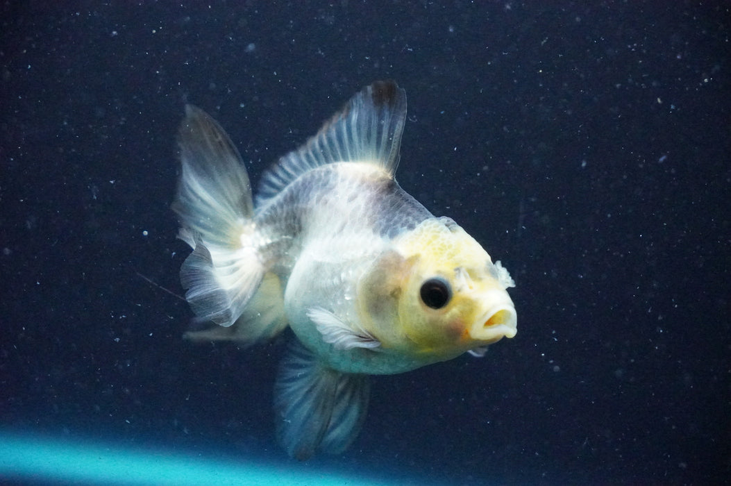 Thai Oranda  Panda 3.5 Inch (ID#1202T10b-51) Free2Day SHIPPING