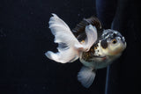 Thai Oranda  Panda 5 Inch (ID#1206To6b-106)