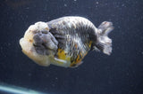 Ranchu  Kirin 5 Inch (ID#415R6a-121)