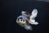 Thai Oranda  Panda 5 Inch (ID#1206To6b-106)