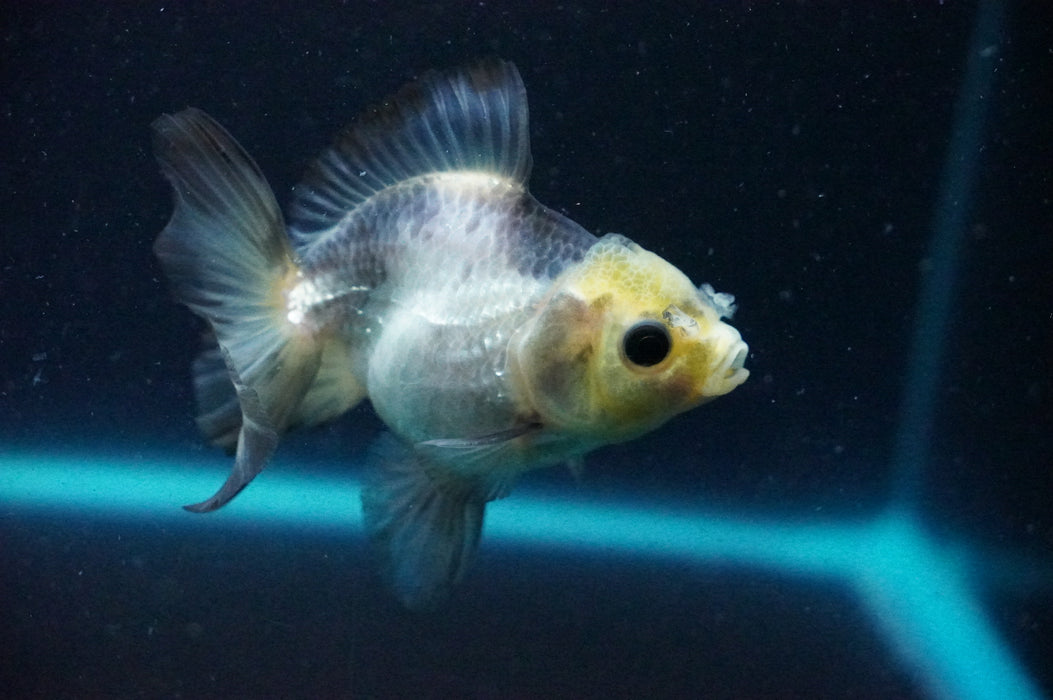 Thai Oranda  Panda 3.5 Inch (ID#1202T10b-51) Free2Day SHIPPING
