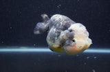 Ranchu  Kirin 5 Inch (ID#415R6a-121)