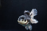 Thai Oranda  Panda 5 Inch (ID#1206To6b-106)