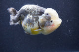 Ranchu  Kirin 5 Inch (ID#415R6a-121)