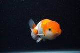 Juvenile Lionchu  Red White 3.5 Inch (ID#0103R11a-11) Free2Day SHIPPING