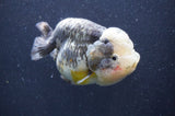 Ranchu  Kirin 5 Inch (ID#415R6a-121)