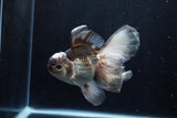 Thai Oranda  Panda 5.5 Inch (ID#1206To6b-107)