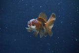 Baby Thai Oranda  Panda 2 Inch (ID#1022ToPTD-9) Free2Day SHIPPING