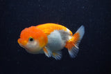 Juvenile Lionchu  Red White 3.5 Inch (ID#0103R11a-11) Free2Day SHIPPING