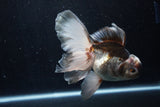 Thai Oranda  Panda 5.5 Inch (ID#1206To6b-107)