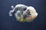 Ranchu  Kirin 5 Inch (ID#415R6a-121)