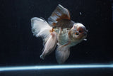 Thai Oranda  Panda 5.5 Inch (ID#1206To6b-107)