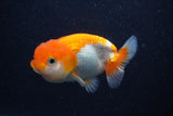 Juvenile Lionchu  Red White 3.5 Inch (ID#0103R11a-11) Free2Day SHIPPING