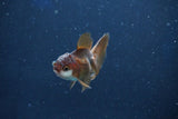 Baby Thai Oranda  Panda 2 Inch (ID#1022ToPTD-9) Free2Day SHIPPING