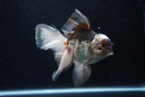 Thai Oranda  Panda 5.5 Inch (ID#1206To6b-107)