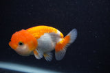 Juvenile Lionchu  Red White 3.5 Inch (ID#0103R11a-11) Free2Day SHIPPING