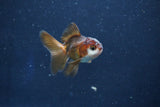 Baby Thai Oranda  Panda 2 Inch (ID#1022ToPTD-9) Free2Day SHIPPING