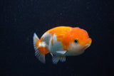 Juvenile Lionchu  Red White 3.5 Inch (ID#0103R11a-11) Free2Day SHIPPING