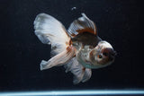 Thai Oranda  Panda 5.5 Inch (ID#1206To6b-107)