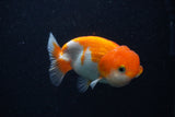 Juvenile Lionchu  Red White 3.5 Inch (ID#0103R11a-11) Free2Day SHIPPING