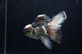 Thai Oranda  Panda 5.5 Inch (ID#1206To6b-107)