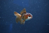 Baby Thai Oranda  Panda 2 Inch (ID#1022ToPTD-9) Free2Day SHIPPING