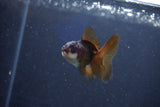 Baby Thai Oranda  Panda 2 Inch (ID#1022ToPTD-9) Free2Day SHIPPING