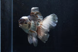 Thai Oranda  Panda 5.5 Inch (ID#1206To6b-107)