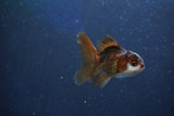 Baby Thai Oranda  Panda 2 Inch (ID#1022ToPTD-9) Free2Day SHIPPING