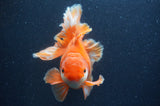 Thai Oranda  Red White 6 Inch (ID#411T7b-84)