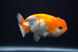 Juvenile Lionchu  Red White 3.5 Inch (ID#0103R11a-11) Free2Day SHIPPING