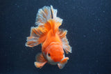 Thai Oranda  Red White 6 Inch (ID#411T7b-84)