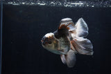 Thai Oranda  Panda 5.5 Inch (ID#1206To6b-107)