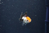 Baby Thai Oranda  Tricolor 2 Inch (ID#1022ToPTD-10) Free2Day SHIPPING