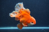 Thai Oranda  Red White 6 Inch (ID#411T7b-84)