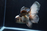 Thai Oranda  Panda 5.5 Inch (ID#1206To6b-107)