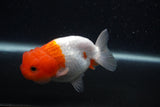 Juvenile Lionchu  Red White 3.5 Inch (ID#0103R11a-12) Free2Day SHIPPING